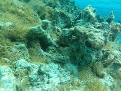Centropyge potteri