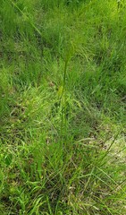 Nassella leucotricha