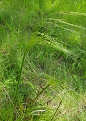 Nassella leucotricha