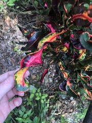 Codiaeum variegatum