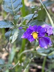 Solanum parishii