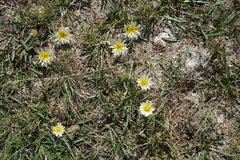 Taraxacum glaucanthum