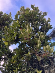 Weinmannia rollottii