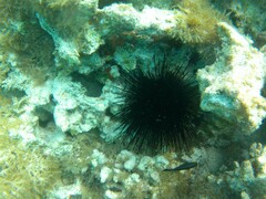Echinoidea