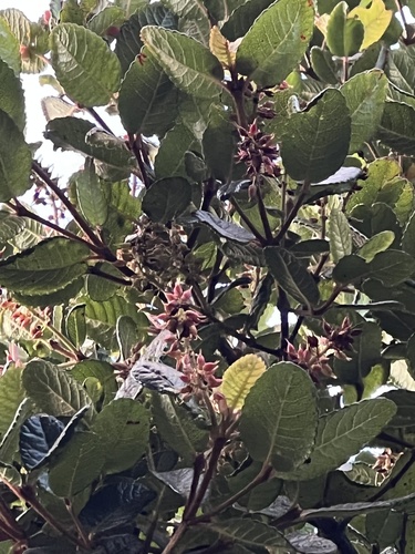 Weinmannia rollottii, photograph 2