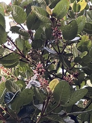 Weinmannia rollottii