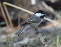 Poecile sclateri