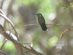 Lampornis clemenciae