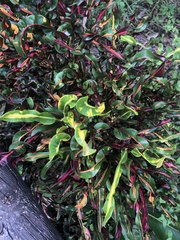 Codiaeum variegatum