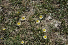 Taraxacum glaucanthum