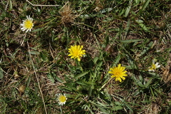 Taraxacum glaucanthum