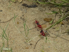Probergrothius sanguinolens