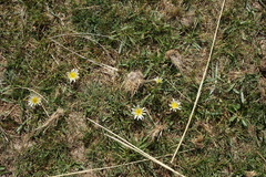 Taraxacum glaucanthum