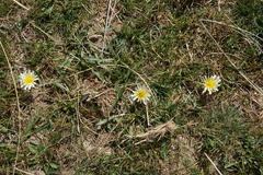 Taraxacum glaucanthum