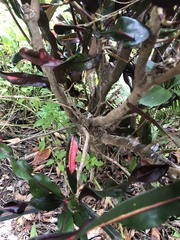 Codiaeum variegatum