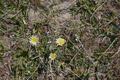 Taraxacum glaucanthum