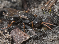 Sphodrotes punctuosa