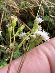 Ageratina gracilis