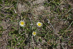 Taraxacum glaucanthum