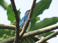 Cyanoptila cumatilis