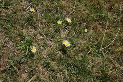 Taraxacum glaucanthum