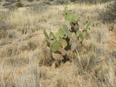 Opuntia engelmannii
