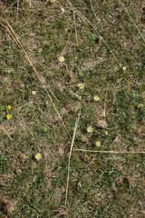 Taraxacum glaucanthum
