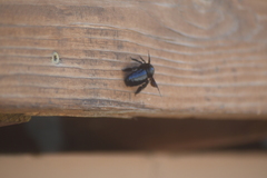 Xylocopa californica arizonensis