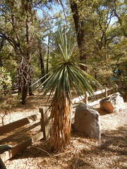 Yucca madrensis