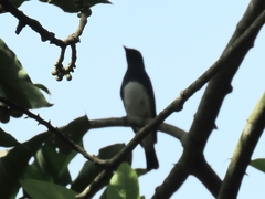 Cyanoptila cumatilis