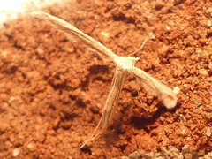 Pterophorinae