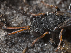 Sphodrotes punctuosa