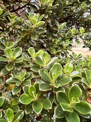 Escallonia myrtilloides