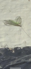 Neuroptera