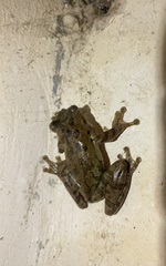 Osteopilus dominicensis