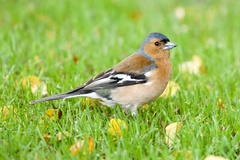 Fringilla coelebs gengleri