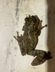 Osteopilus dominicensis