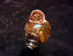 Vertigo oralis