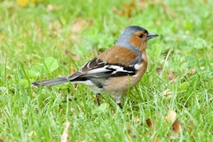 Fringilla coelebs gengleri