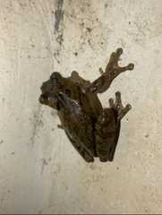 Osteopilus dominicensis