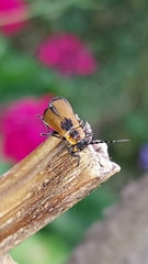 Elateroidea