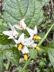 Solanum douglasii