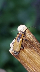 Elateroidea