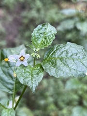 Solanum douglasii