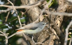 Pericrocotus cinnamomeus