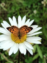 Lycaena 'canterbury common copper'