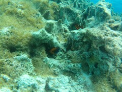 Centropyge potteri