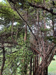 Escallonia myrtilloides