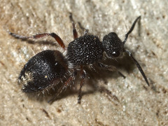 Ephutomorpha lateralis