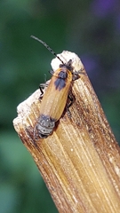 Elateroidea